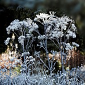 Frost covered die back of herbaceous perennials