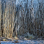 Frost covered borders of died back foliage