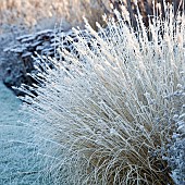 Winter frosts cover die back stems, heads, and foliage of ornamental grasses