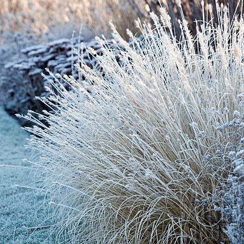 Winter_frosts_cover_die_back_stems_heads_and_foliage_of_ornamental_grasses