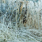 Frost covered borders of died back foliage of hardy perennials and ornamental grasses