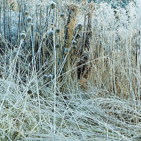Frost_covered_borders_of_died_back_foliage_of_hardy_perennials_and_ornamental_grasses
