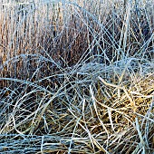 Winter frosts cover die back stems, heads, and foliage