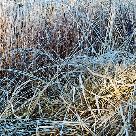 Winter_frosts_cover_die_back_stems_heads_and_foliage