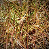 Garden with stunning ornamental grasses in late autumn