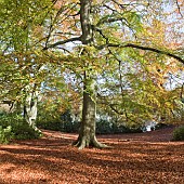 Fagus sylvatica common beech tree
