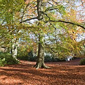 Fagus sylvatica common beech tree