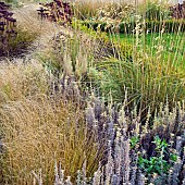 Mixed Perennial Ornamental Grasses