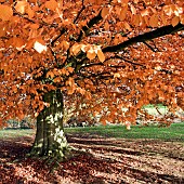 Fagus sylvatica beech tree