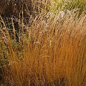 Stunning Ornamental Grasses