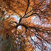 Taxodium distichum  Swamp cypress