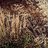 Ornamental grasses in late autumn