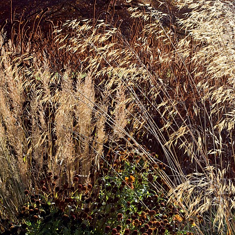 Ornamental_grasses_in_late_autumn