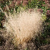 Stunning explosion of colour in autumn from ornamental grass