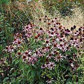 Echinacea purpurea (Rudbeckia purpurea) (Cone flower) perennial pink flowerheads and orange discs in Autumn at Trentham Gardens Staffordshire England, in the garden designed by Piet Oudolf