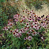 Echinacea purpurea (Rudbeckia purpurea) (Cone flower) perennial pink flowerheads and orange discs in Autumn at Trentham Gardens Staffordshire England, in the garden designed by Piet Oudolf