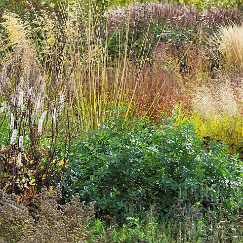 Stunning_explosion_of_Autumn_colour_from_mixed_borders_from_a_wide_variety_of_perennials_and_ornamen
