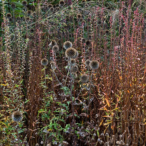 Autumn_colour_from_mixed_borders_from_a_wide_variety_of_perennials_and_ornamental_grasses