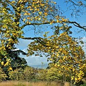 Mature Acer saccharum Rock Maple Sugar Maple