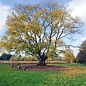 Mature Acer saccharum Rock Maple Sugar Maple