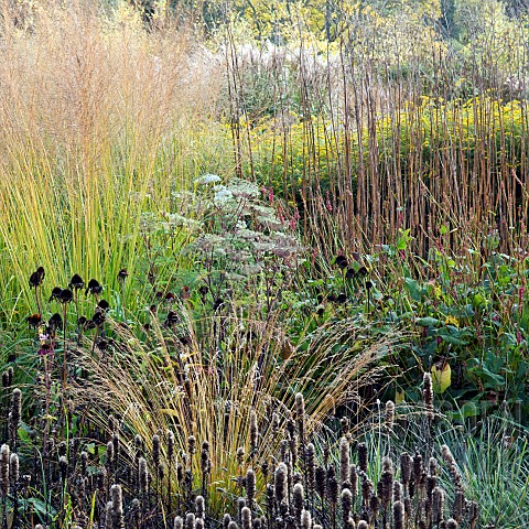 Stunning_borders_in_autumn_from_ornamental_grasses_and_perennials