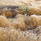 Rivers of frosted ornamental grasses