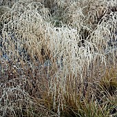 Frosted foliage of arching sprays of perennial grasses and perennials in garden designed by pieter oudolf at trentham gardens staffordshire in winter