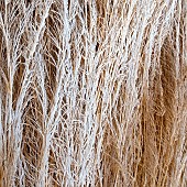 Frosted foliage of perennial grasses in garden designed by pieter oudolf at trentham gardens staffordshire in winter