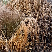 Frosted foliage of perennial grasses and perennials in garden designed by pieter oudolf at trentham gardens staffordshire in winter