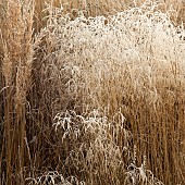 Frosted foliage of perennial grasses and perennials in garden designed by pieter oudolf at trentham gardens staffordshire in winter