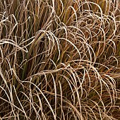 Frosted foliage of perennial grasses and perennials