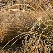 Frosted foliage of perennial grasses and perennials