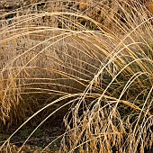 Frosted foliage of perennial grasses and perennials