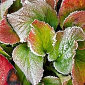 Severe frost on Bergenia leaves Elephant Ears