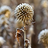 Severe frost on Echinops ritro Globethistle