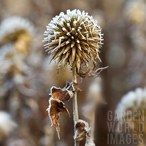 Severe_frost_on_Echinops_ritro_Globethistle