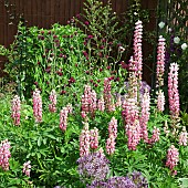 Lupinus Gallery Pink Lupin