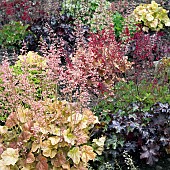 Heuchera CoralFlower