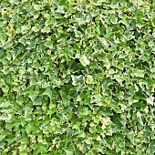 Hedera helix Goldchild  Ivy