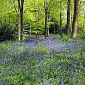 Decidous Woodland with bluebells and Beech Trees