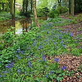 Decidous Woodland with bluebells and Beech Trees