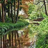 Decidous Woodland with bluebells and Beech Trees with River Meece running through