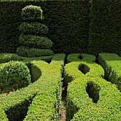 Buxus sempervirens Common Knott Garden