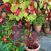 Vitis coignetiae Vine