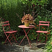 Heuchera Marmalade Coral bells