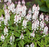 Tiarella Maple Leaf  Foam Flower