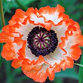 Oriental Poppy Papaver orientale Picotee