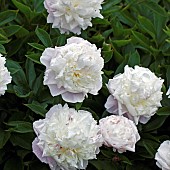 Plant portrait Rosa (Rose) Shailers White Moss cupped flowers white tinged with pink early summer in June at Wilkins Pleck (NGS) Garden Whitmore Staffordshire Midlands England UK