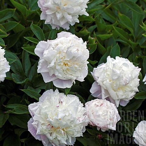 Plant_portrait_Rosa_Rose_Shailers_White_Moss_cupped_flowers_white_tinged_with_pink_early_summer_in_J