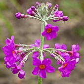 Plant portrait close up Primula pulverulenta (Candelabra Primula) lilac flowers early summer in June at Wilkins Pleck (NGS) Garden Whitmore Staffordshire Midlands England UK